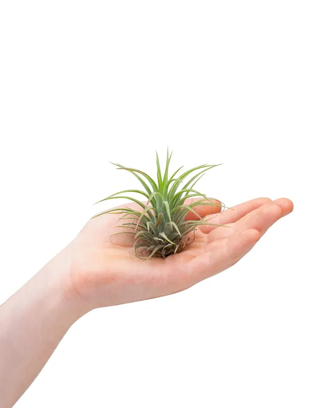 plnts-babyplnts-tillandsia-ionantha-luftpflanze-baby-5-cm image 1