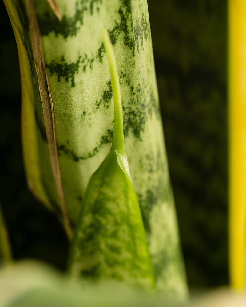feey-variado-schwiegermutterzunge-xl-sansevieria-60-70cm image 7