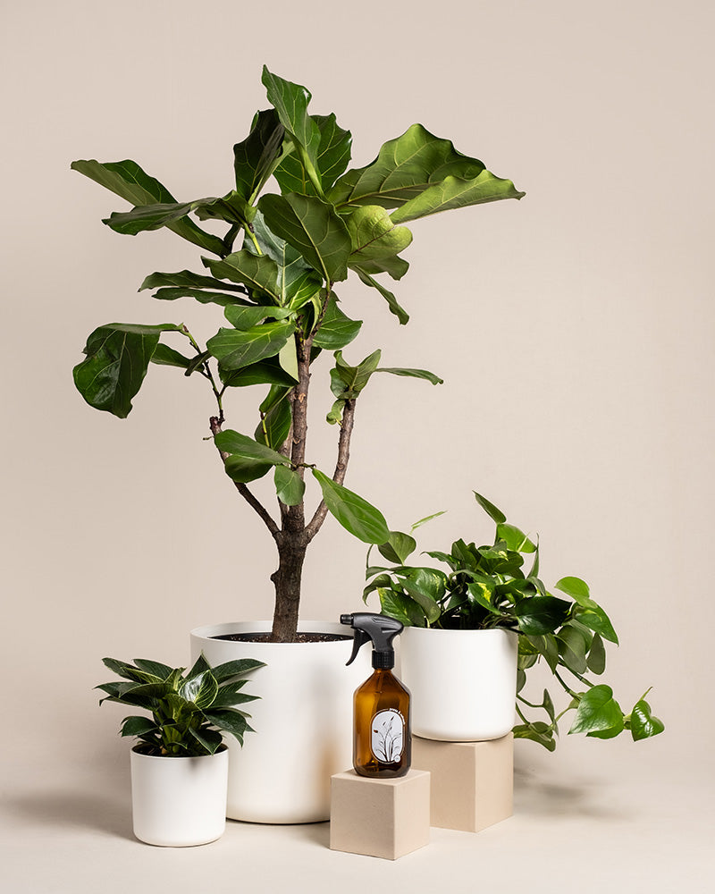 feey-urban-jungle-set-zimmerpflanzen-3er-ohne-bertopf image 5
