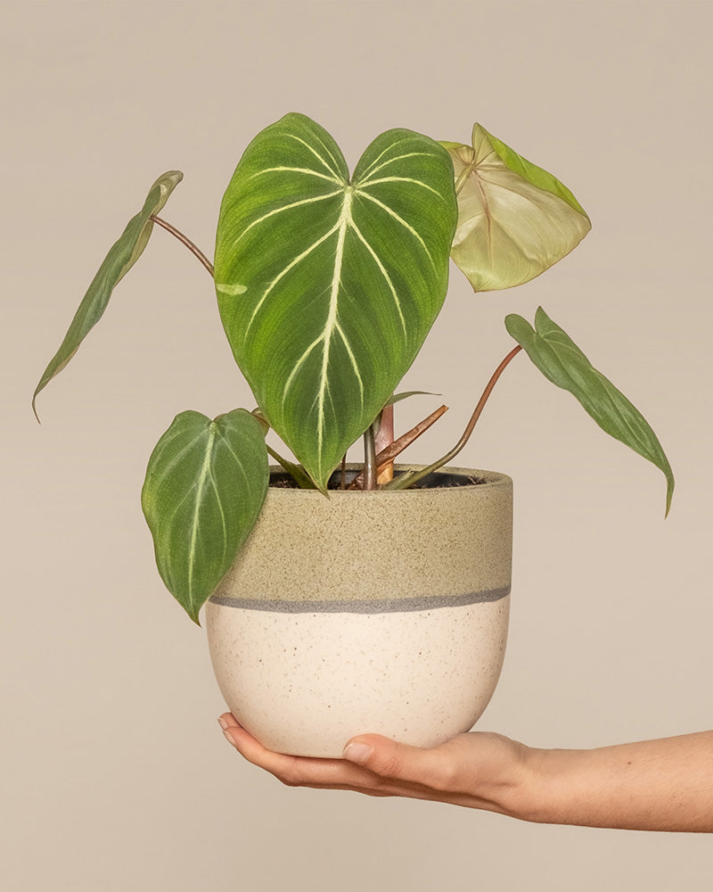 feey-variado-philodendron-gloriosum-ohne-bertopf-viel-licht image 1