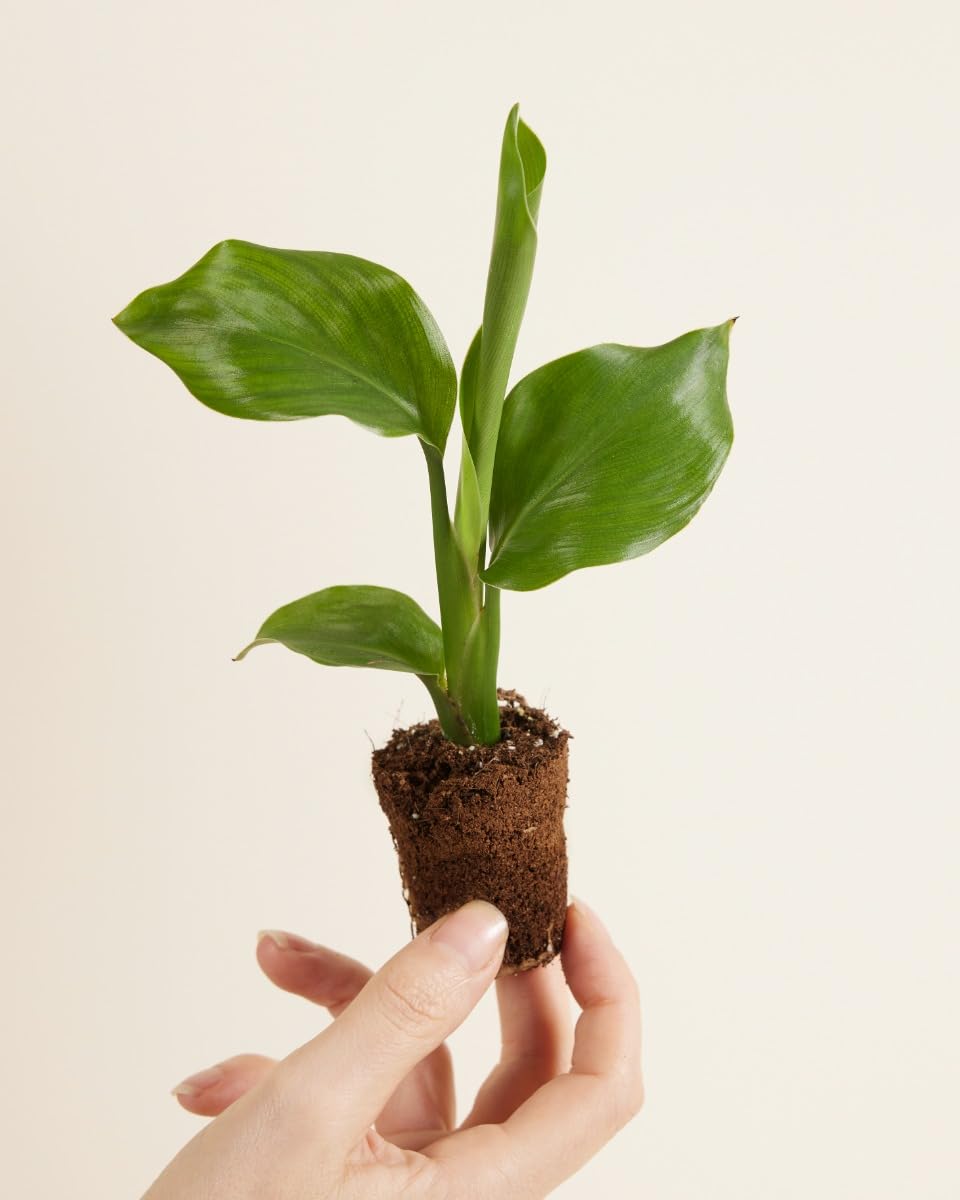 plnts-babyplnts-strelitzia-nicolai-zimmerpflanze-15cm image 2