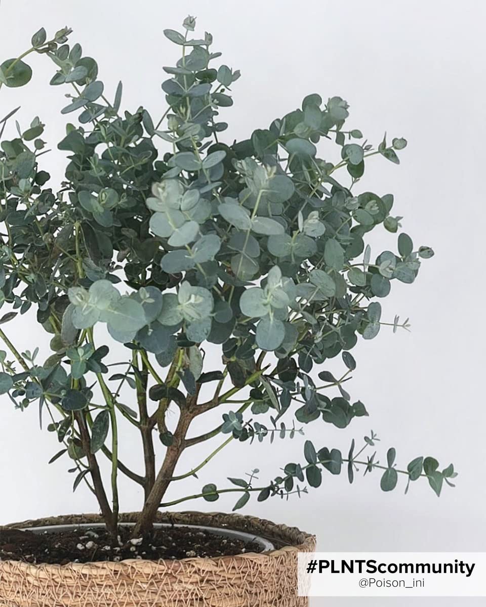 plnts-rareplnts-eucalyptus-gunnii-zimmerpflanze-17cm-50cm-duft image 8