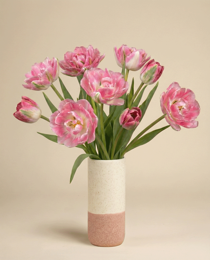 feey-rilio-tulpen-liebesgedicht-rosa-10-st-ck-frisch image 4