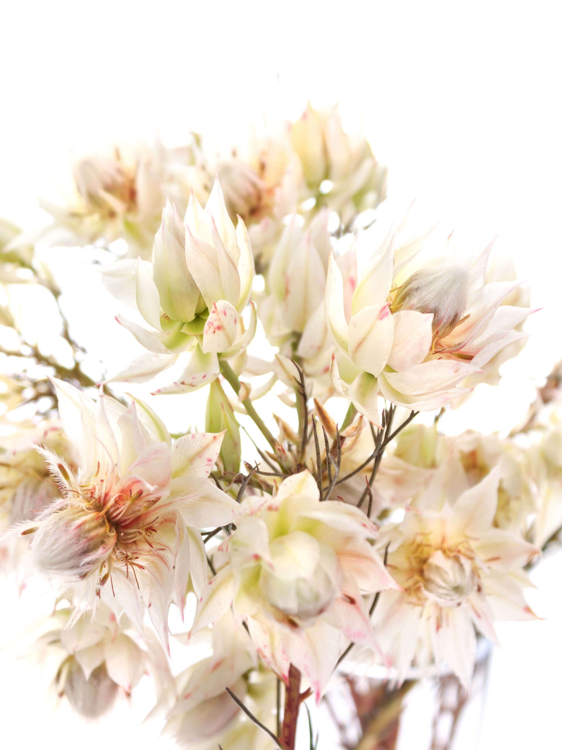 blumigo-proteen-serruria-florida-blushing-bride-creme image 4