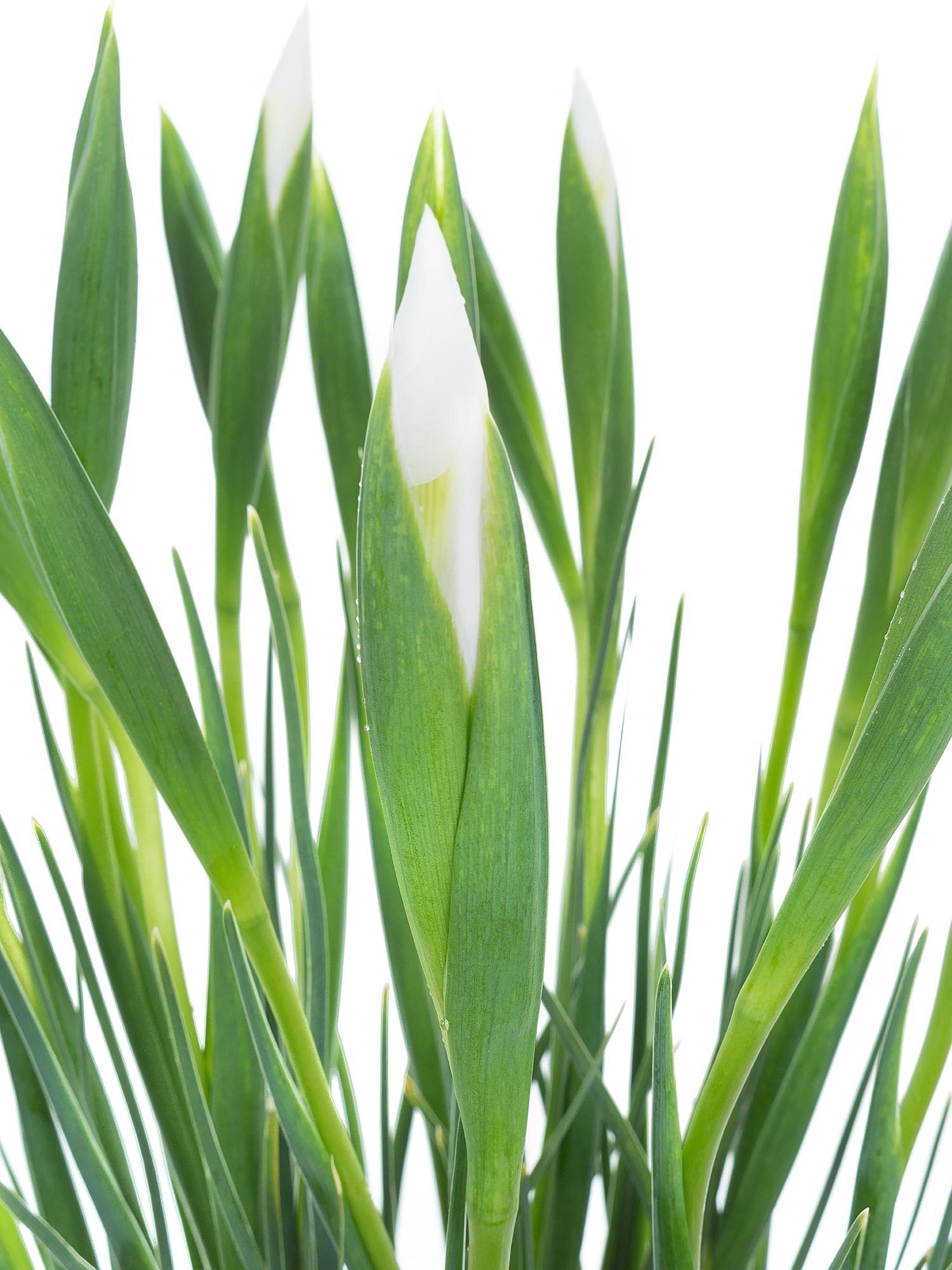 blumigo-blattwerk-iris-casablanca-wei-schnittblume image 3