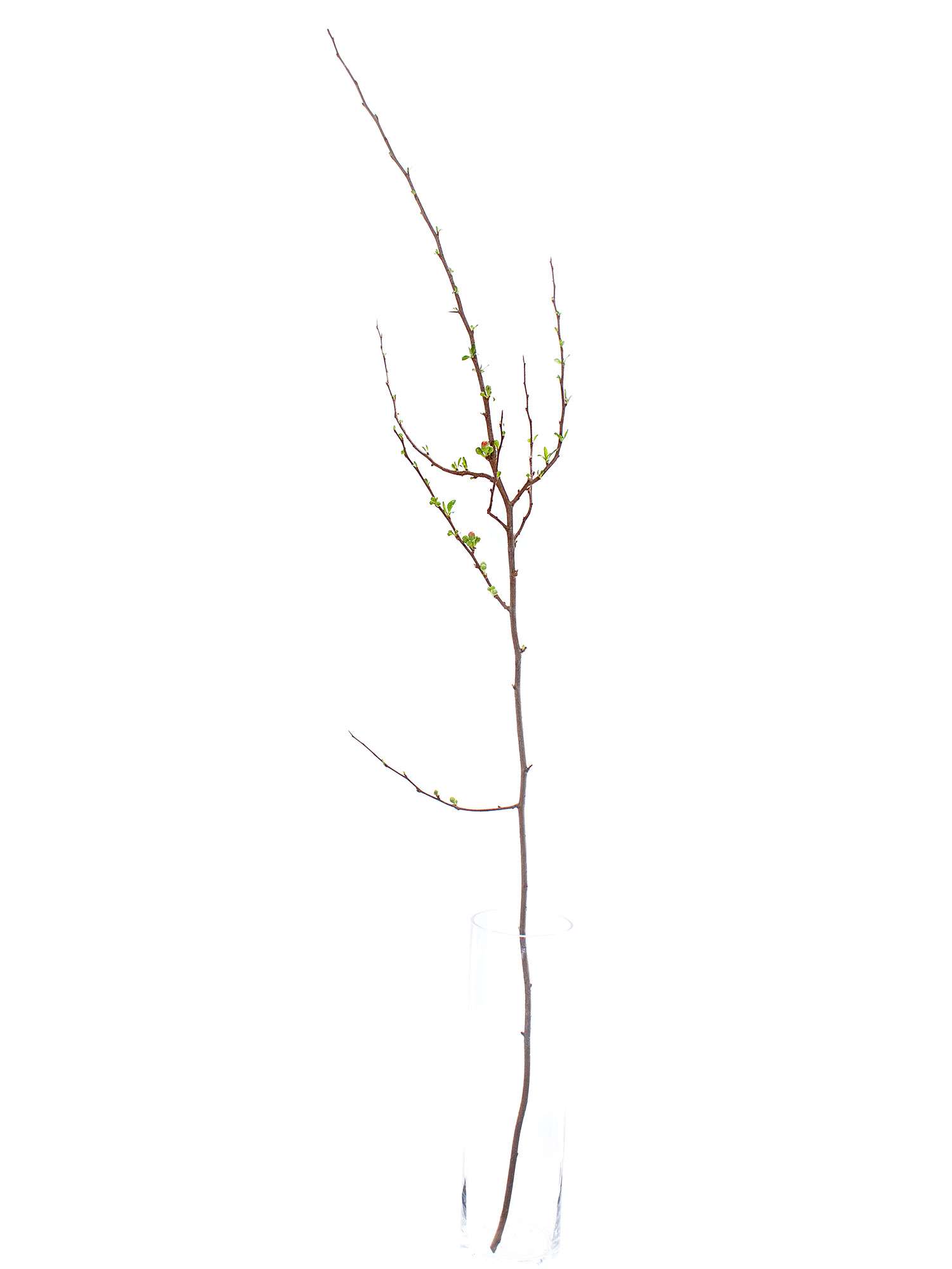 blumigo-zweige-chaenomeles-superbra-quittenzweige-apricot image 7