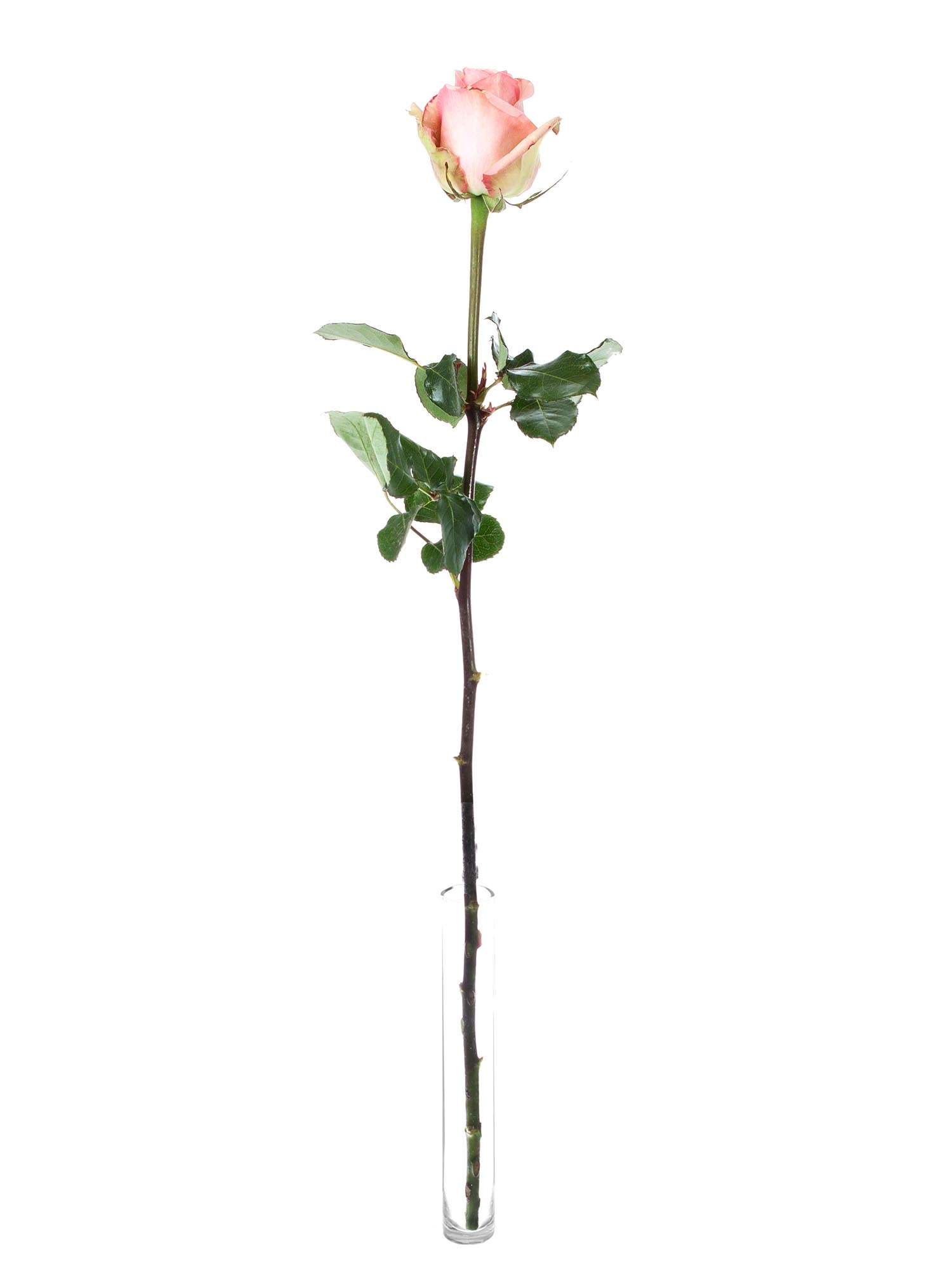 blumigo-donnatella-rosen-rosa-schnittrose image 3