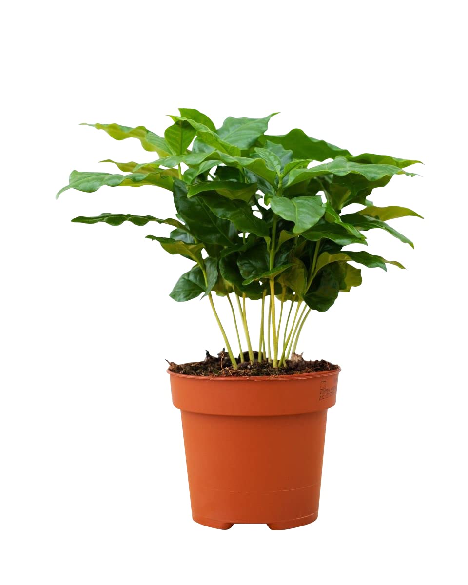 plnts-rareplnts-coffea-arabica-zimmerpflanze-25-cm-12-cm-topf image 1