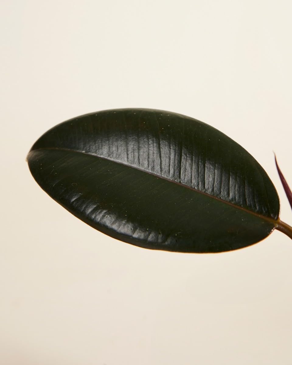 plnts-rareplnts-ficus-calathea-zimmerpflanzen-3er-set-6-cm image 4