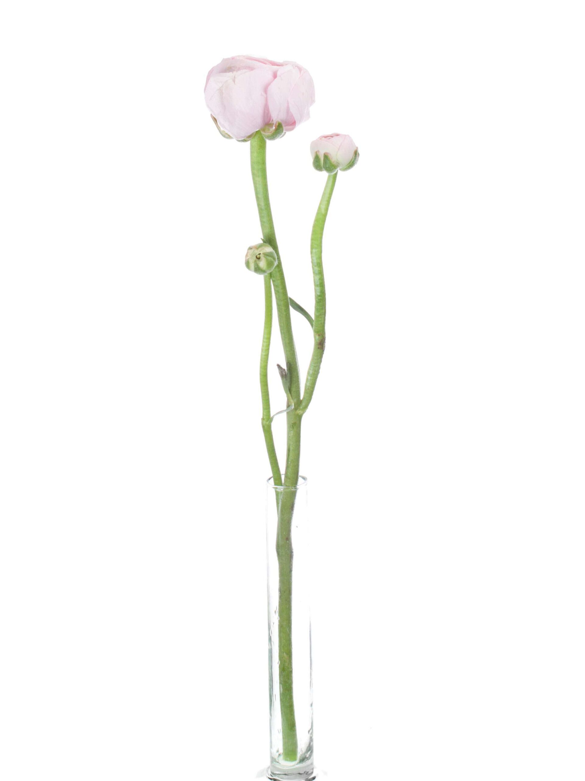 blumigo-ranunkeln-cloni-hanoi-pink-xl-rosa image 6