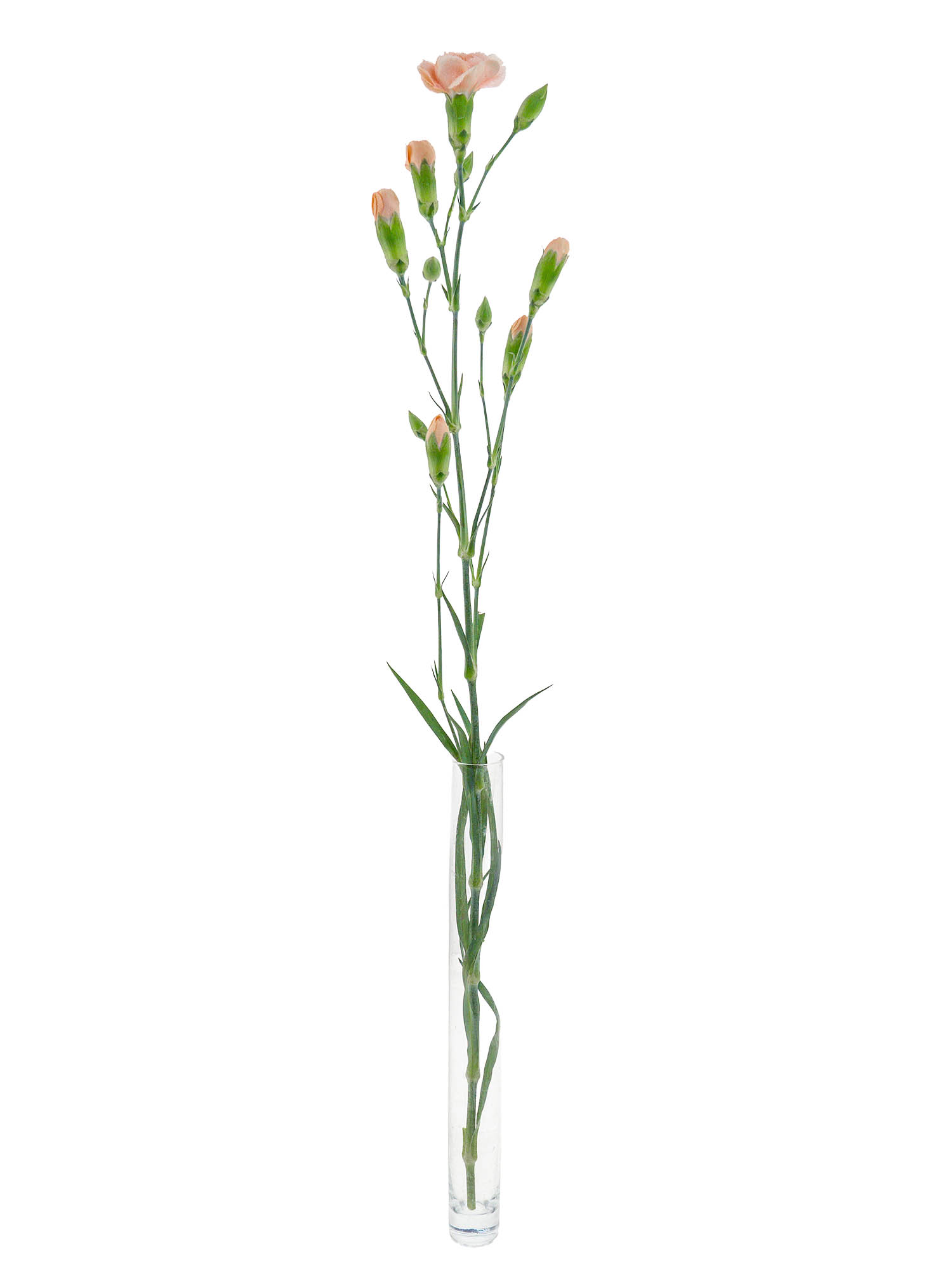 blumigo-nelken-amelie-orange-schnittblume-apricot-verzweigt image 3