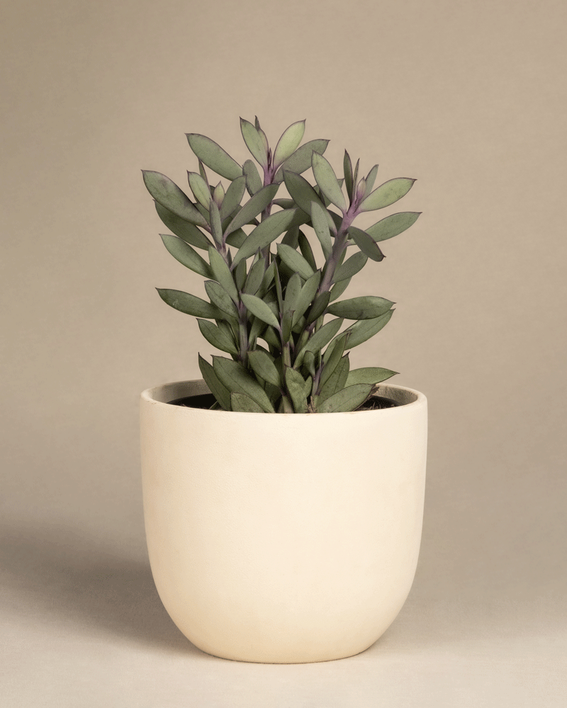 feey-variado-senecio-crassissimus-zimmerpflanze image 6
