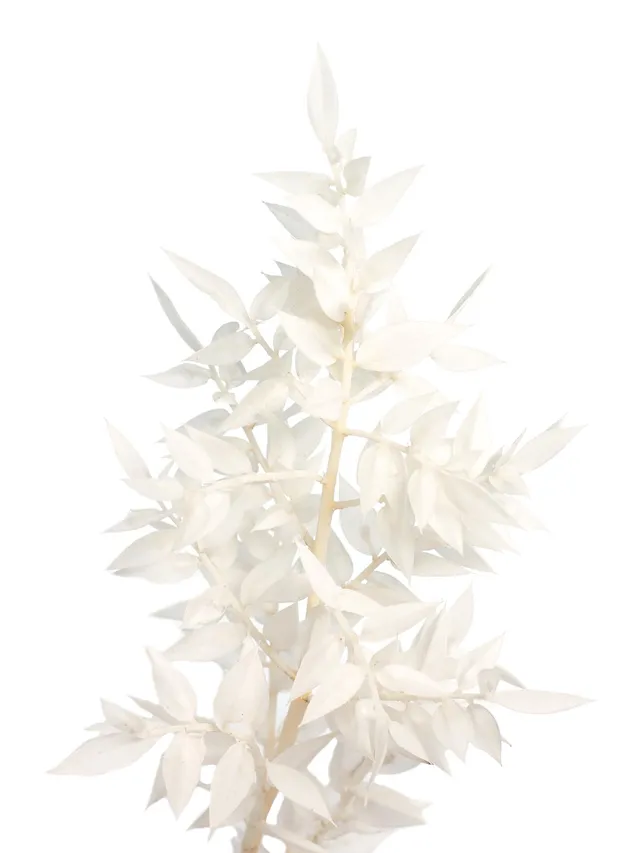 blumigo-trockenblumen-ruscus-m-usedorn-gebleicht-wei image 1