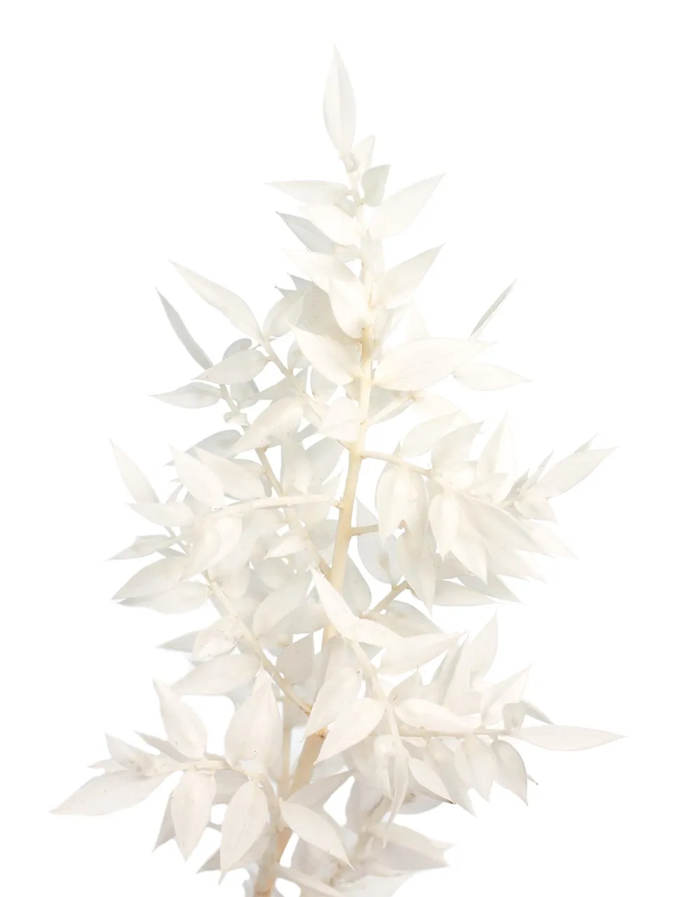 blumigo-trockenblumen-ruscus-m-usedorn-gebleicht-wei image 1