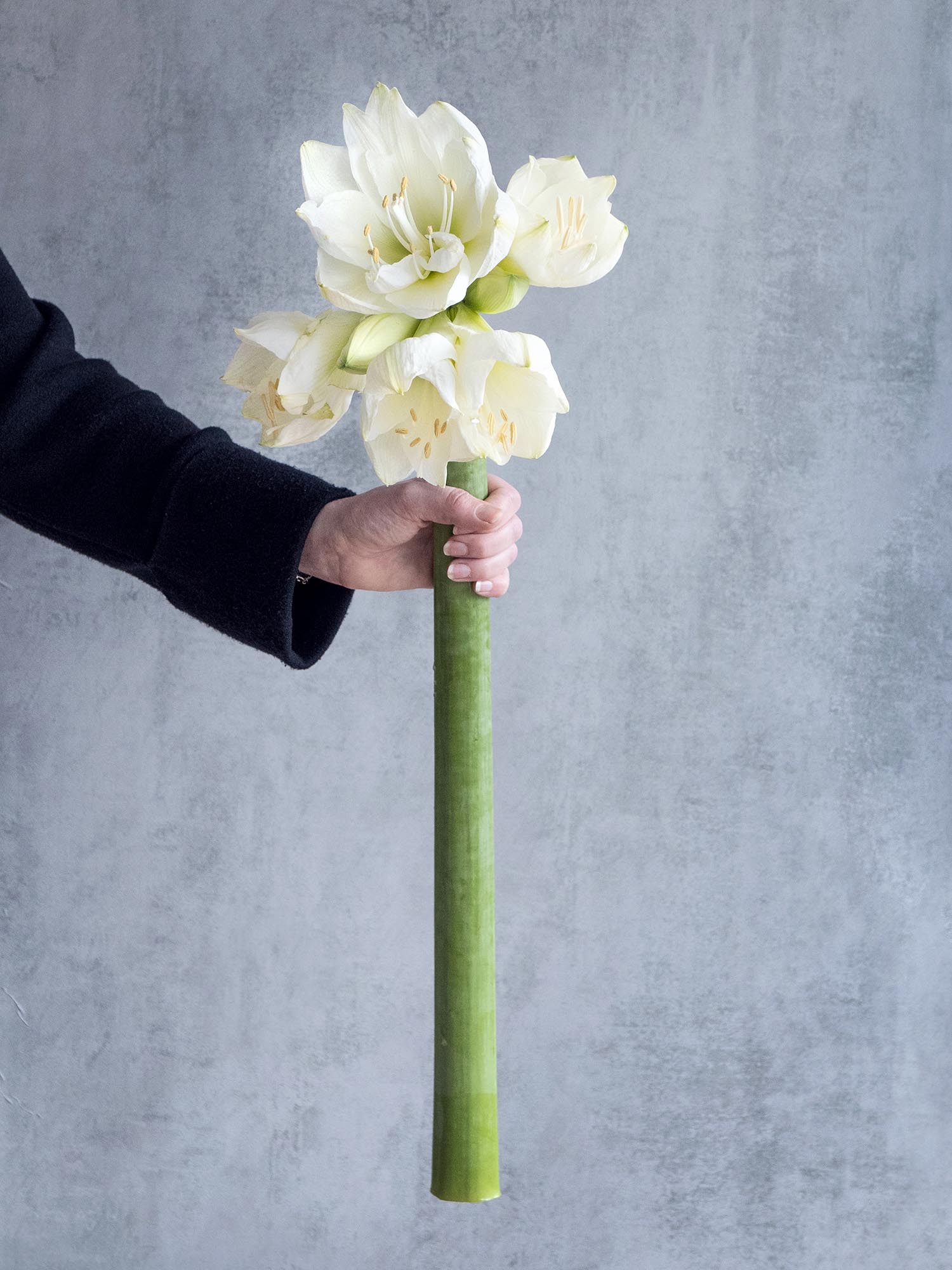 blumigo-amaryllis-mont-blanc-wei-schnittblume image 1