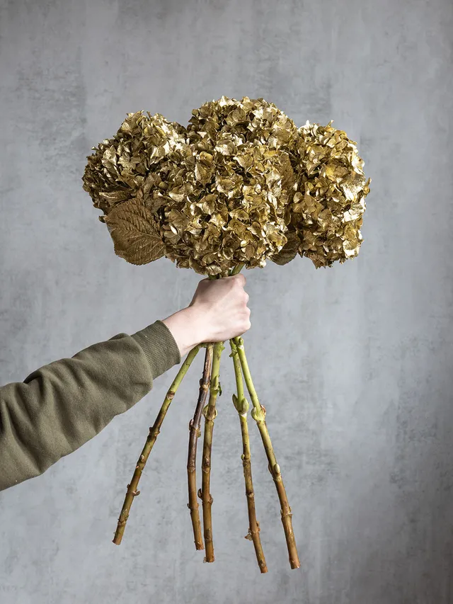 blumigo-hortensien-painted-gold-schnittblume-stiel image 1