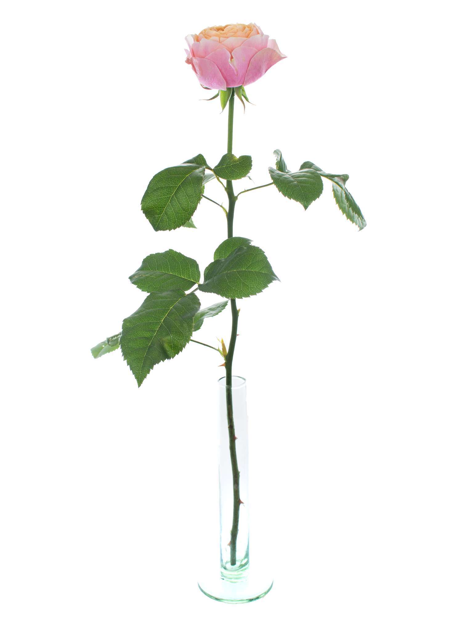 blumigo-rosen-vuvuzela-schnittrose-rosa-apricot image 3