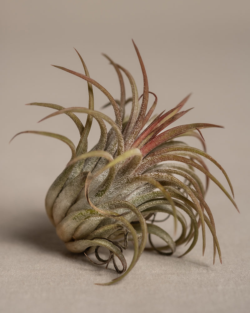 feey-variado-luftpflanzen-pink-tillandsia-5-st-ck image 6