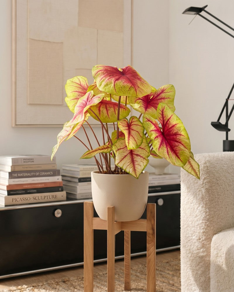 feey-variado-caladium-lemon-blush-zimmerpflanze-ohne-bertopf image 2