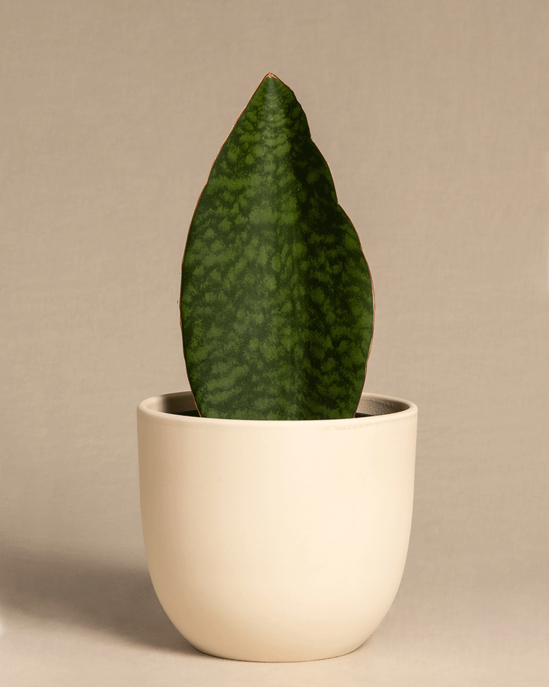 feey-variado-sansevieria-victoria-zimmerpflanze-15-25-cm image 6