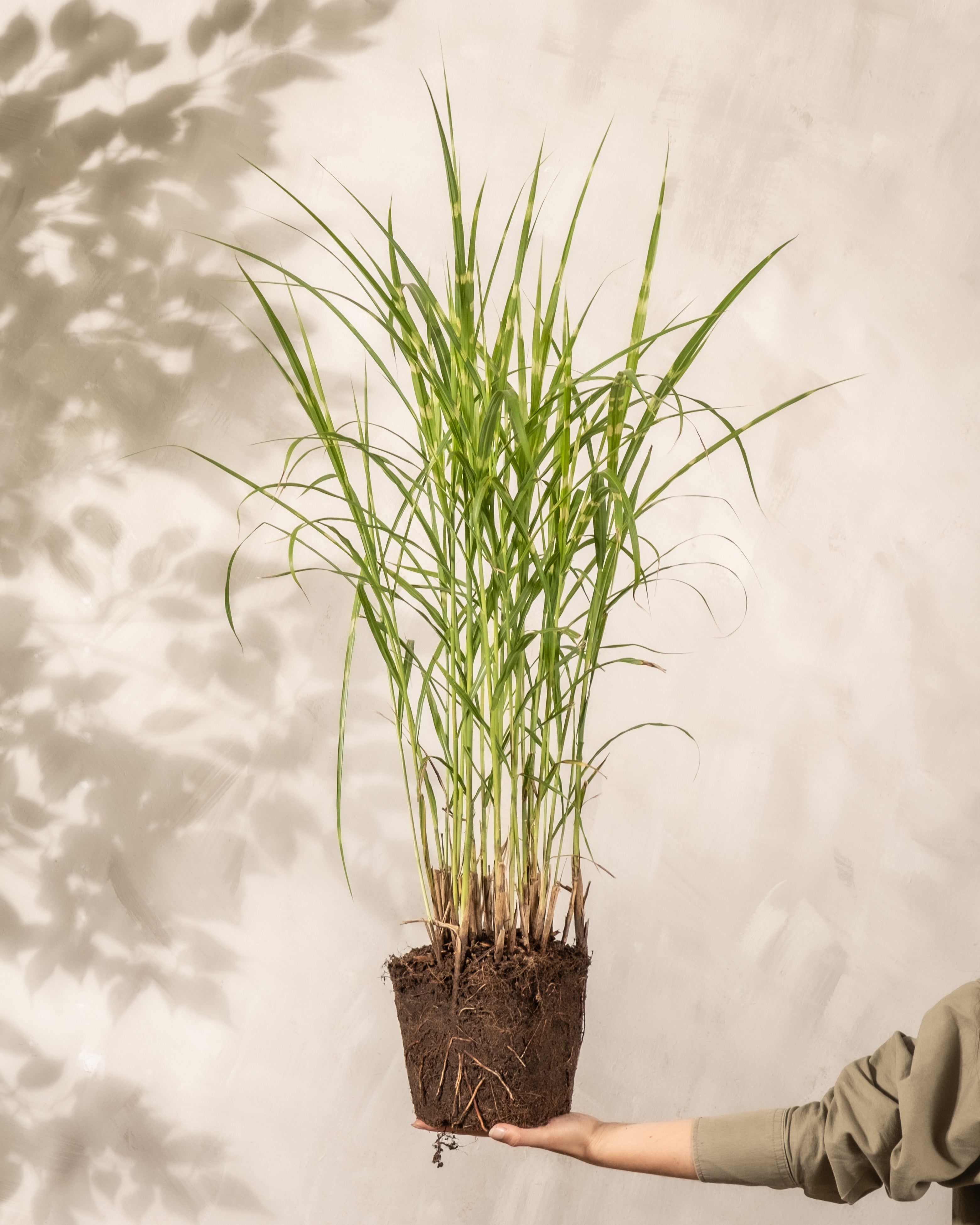 feey-miscanthus-strictus-ziergras-winterhart-1-2-m image 8
