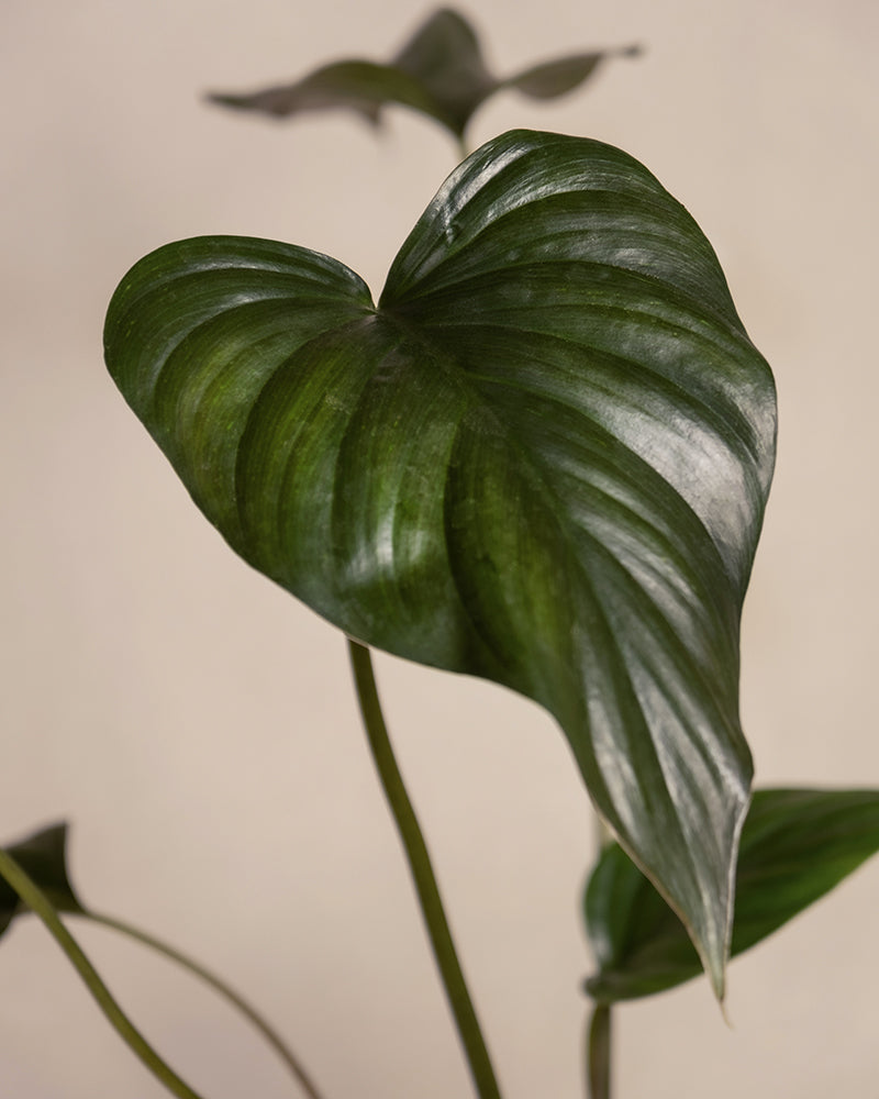 feey-variado-homalomena-rubescens-black-zimmerpflanze-dunkle-bl-tter image 2