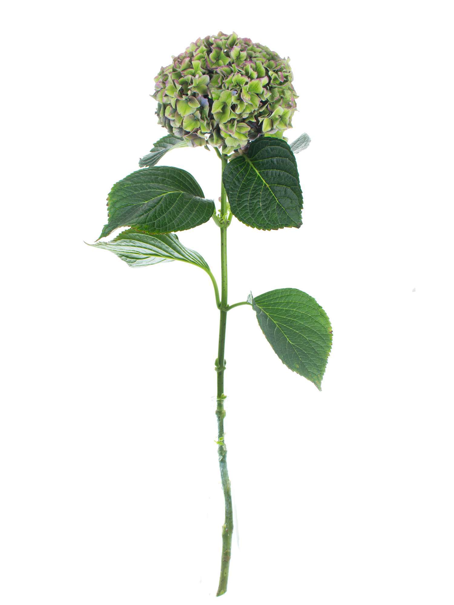 blumigo-hortensien-magical-rodeo-classic-schnittblume-gr-n-violett image 2