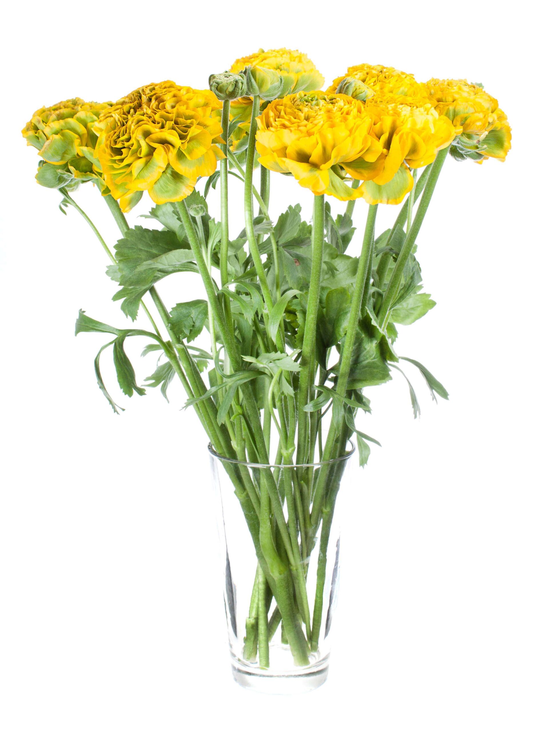 blumigo-ranunkeln-xl-ponpon-merlino-schnittblumen-gelb-gr-n image 2