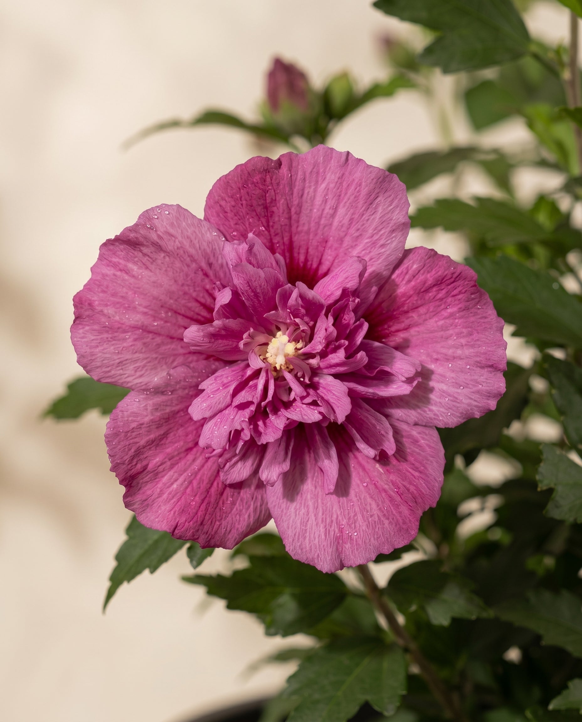 feey-amsterdam-pinker-hibiskus-strauch-winterhart-1-2-m image 2