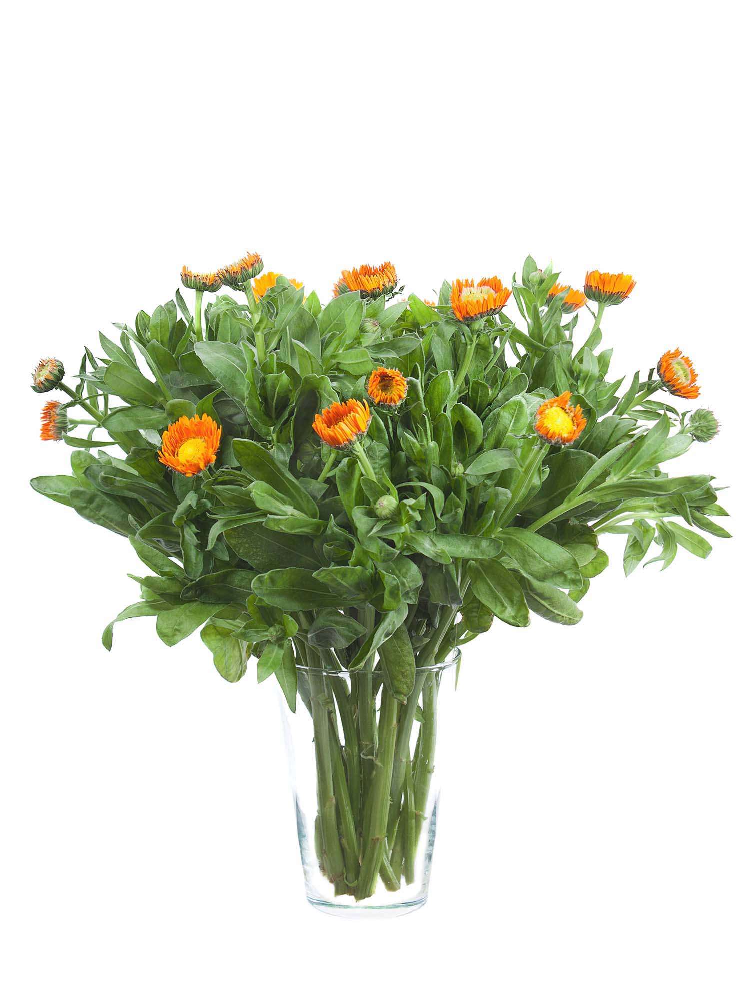 blumigo-blattwerk-calendula-ringelblumen-orange-schnittblume image 2
