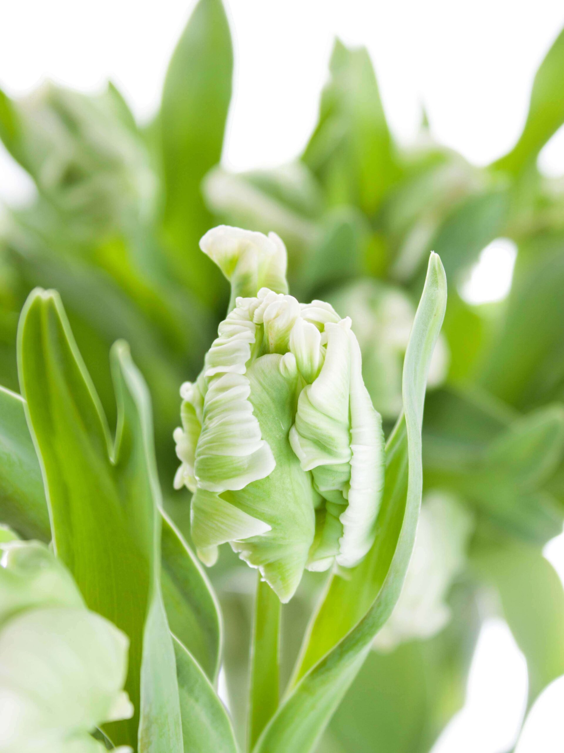 blumigo-tulpen-papagei-super-parrot-schnittblumen-wei-gr-n image 1