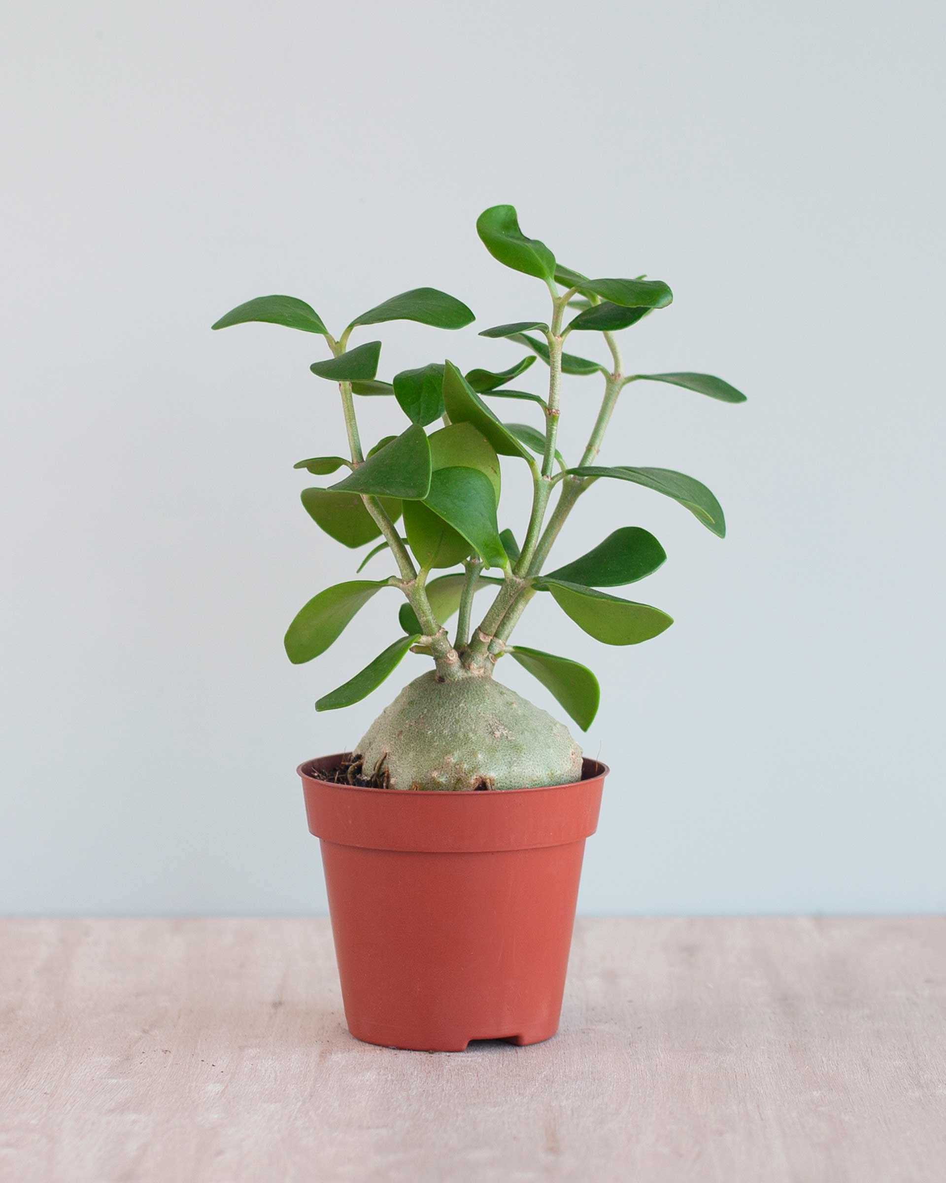 plnts-rareplnts-hydnophytum-papuanum-zimmerpflanze-35-cm-ameisenpflanze image 2