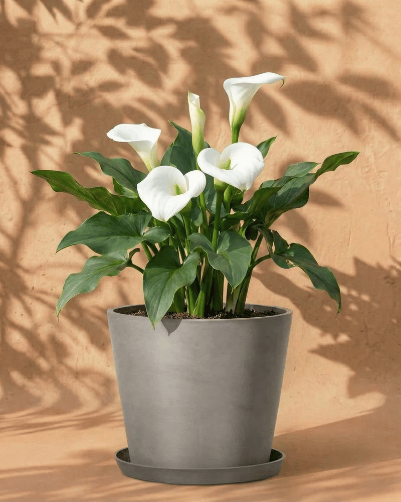 feey-amsterdam-calla-wei-blumenzwiebeln-3-st-ck image 6