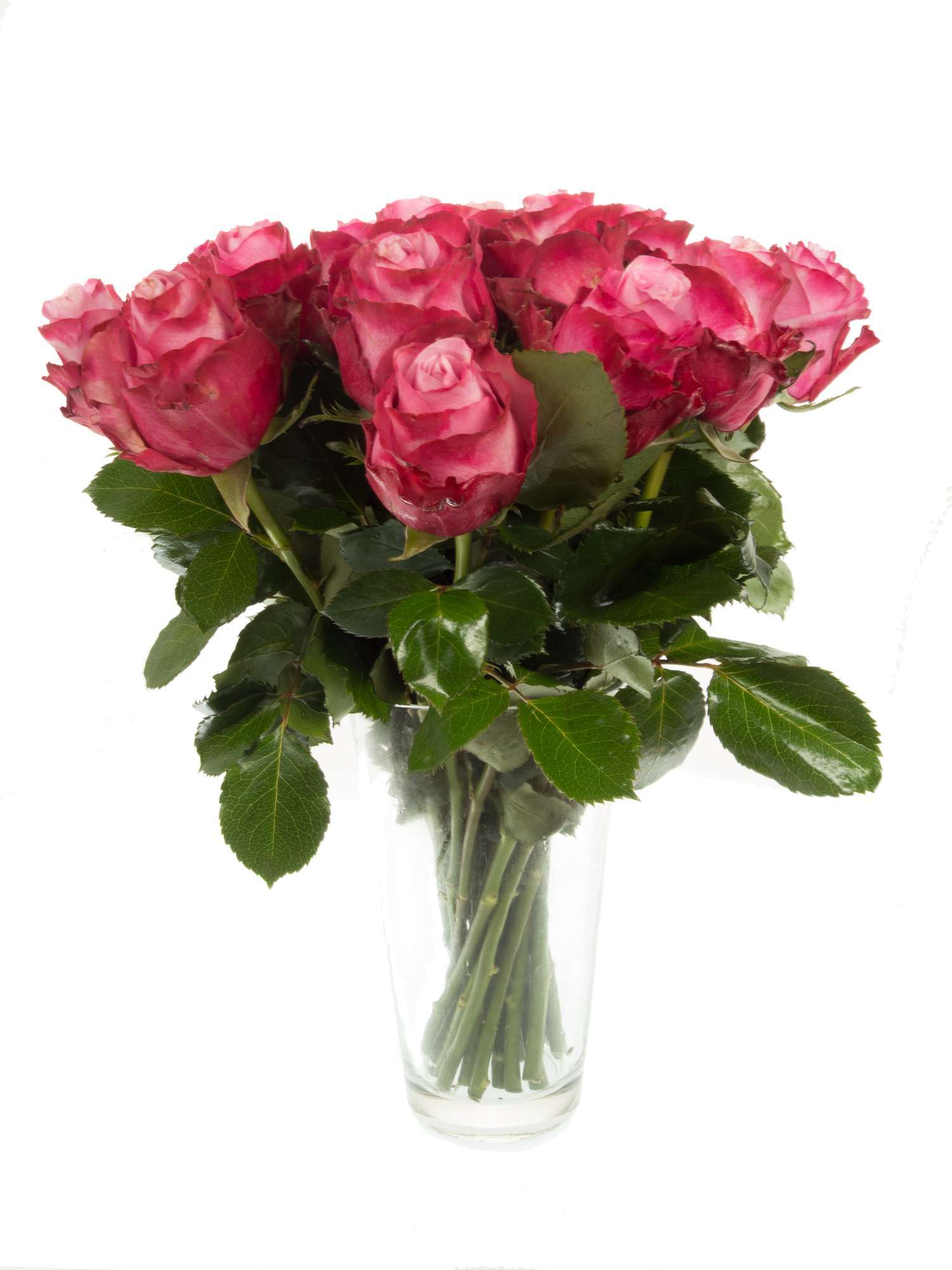 blumigo-rosen-deep-water-schnittrose-violett-pink image 2