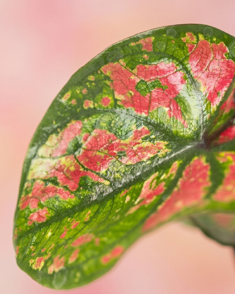 feey-variado-baby-caladium-buntblatt-3er-set-gemischt image 4