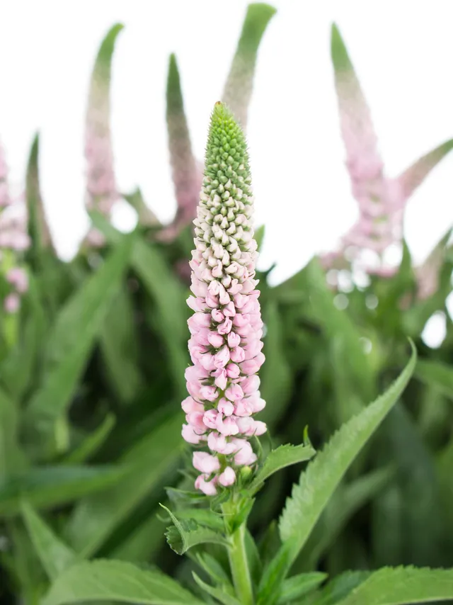 blumigo-blattwerk-und-bindegr-n-veronica-rosa-ehrenpreis-schnittblume image 1