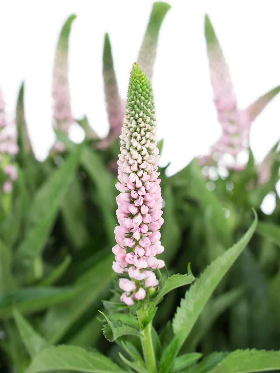 blumigo-blattwerk-und-bindegr-n-veronica-rosa-ehrenpreis-schnittblume image 1