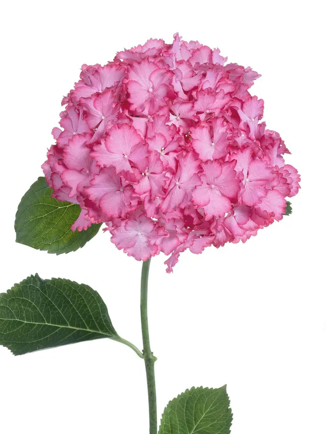 blumigo-hortensien-magical-ornament-schnittblume-pink-wei image 1