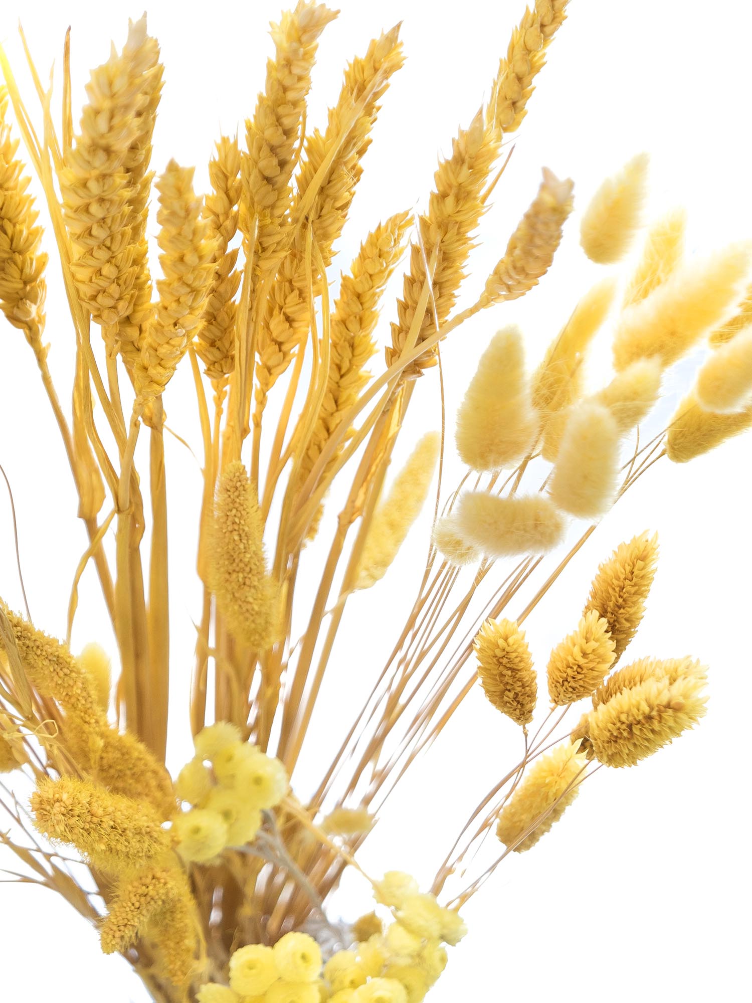 blumigo-trockenblumen-indian-mustard-mix-trockenstrau-gelb image 5