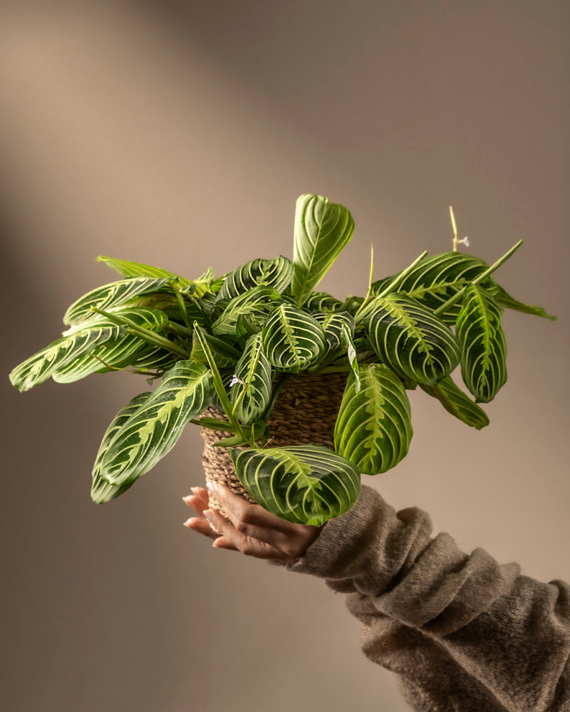 feey-variado-maranta-lemon-lime-zimmerpflanze-ohne-bertopf image 1
