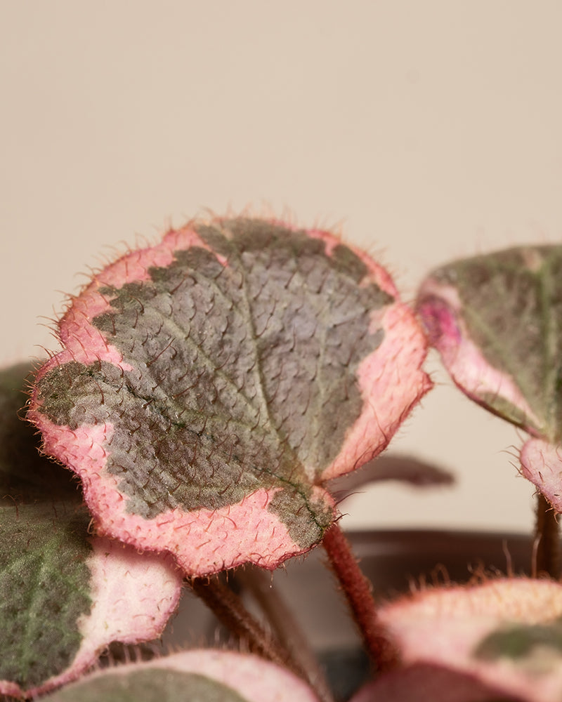 feey-variado-rosa-babypflanzen-zimmerpflanzen-3er-set image 8