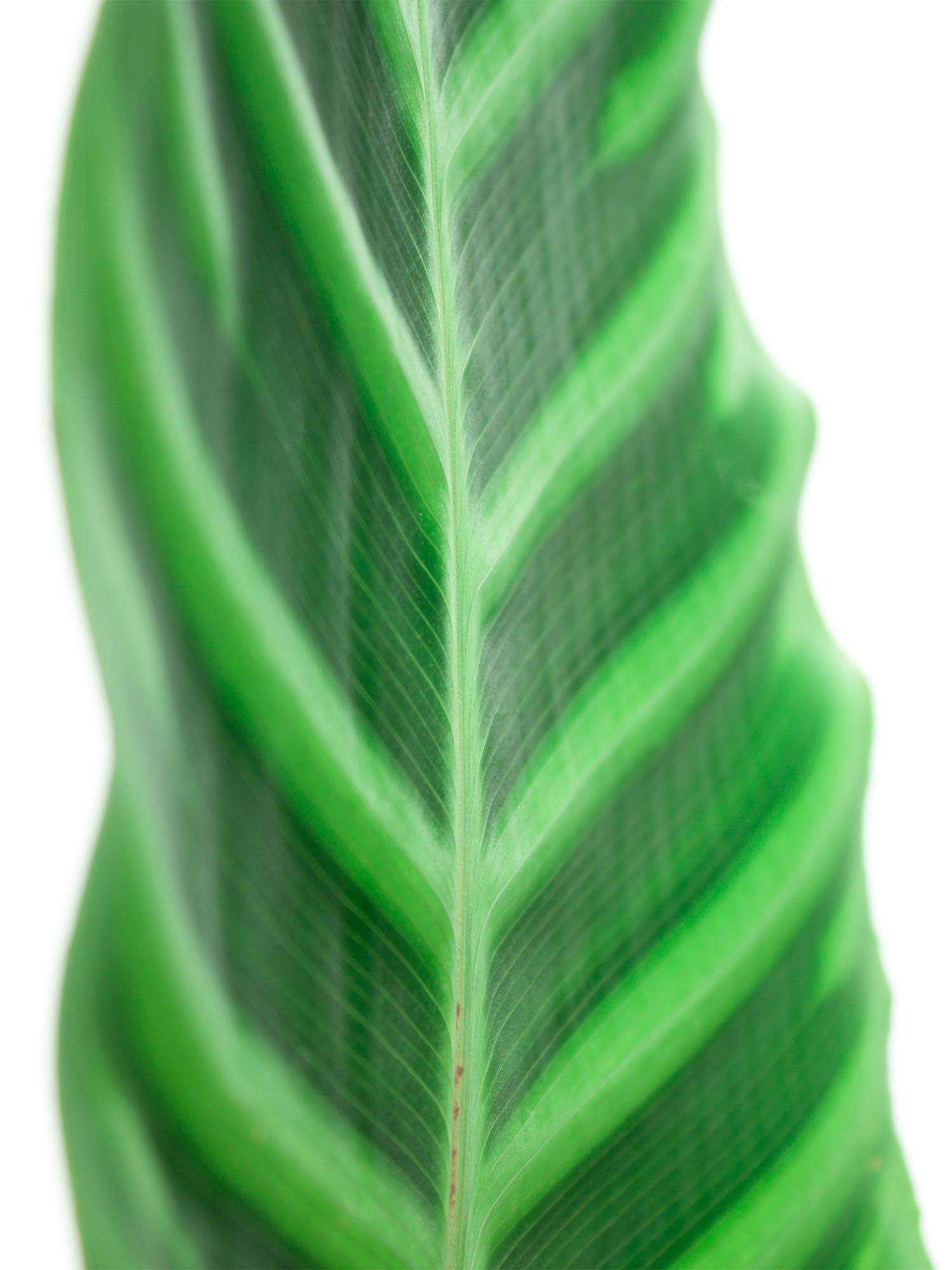 blumigo-blattwerk-calathea-korbmarante-gr-n-stiel image 3