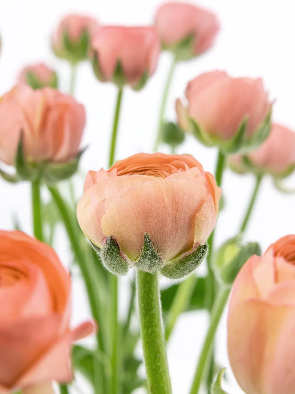 blumigo-ranunkeln-azur-salmon-schnittblumen-lachs image 1