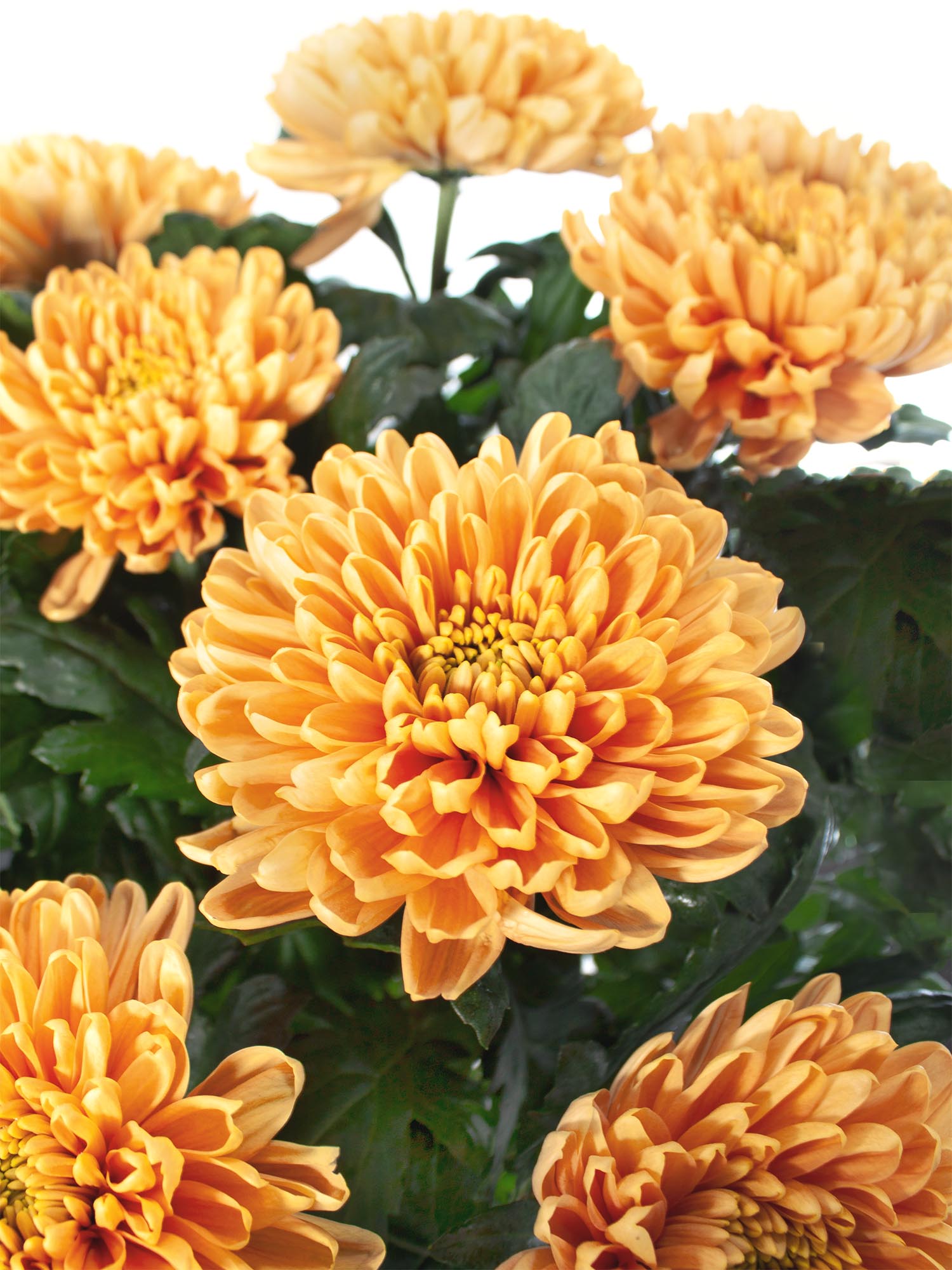blumigo-chrysanthemen-aljonka-salmon-schnittblume-apricot image 1