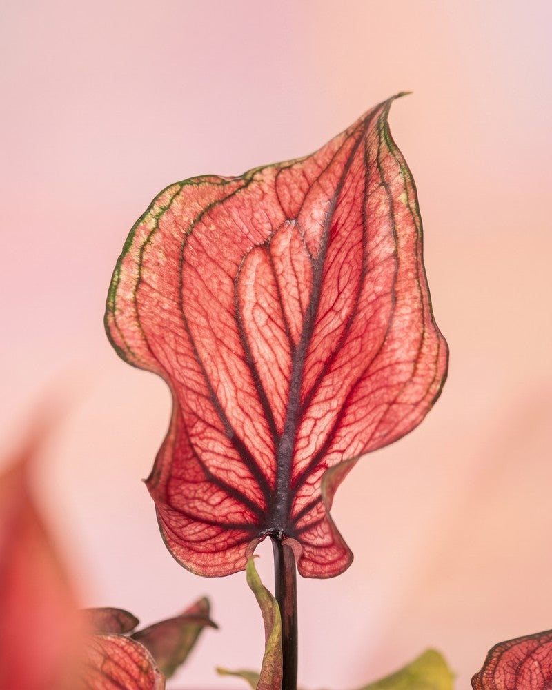 feey-variado-baby-caladium-lucia-3er-set-ohne-bertopf-pink image 8
