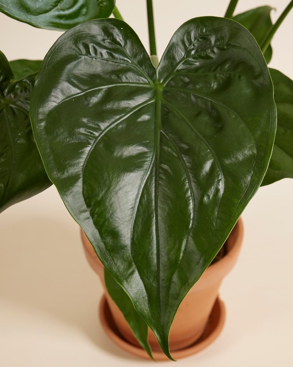 plnts-rareplnts-alocasia-cucullata-zimmerpflanze-65-cm-pfeilblatt image 3