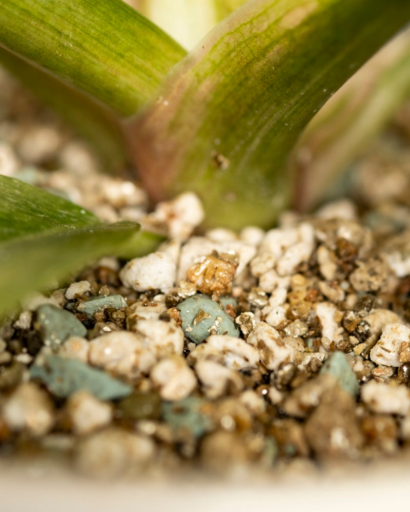 feey-variado-philodendron-ring-of-fire-zimmerpflanze-panaschiert image 8