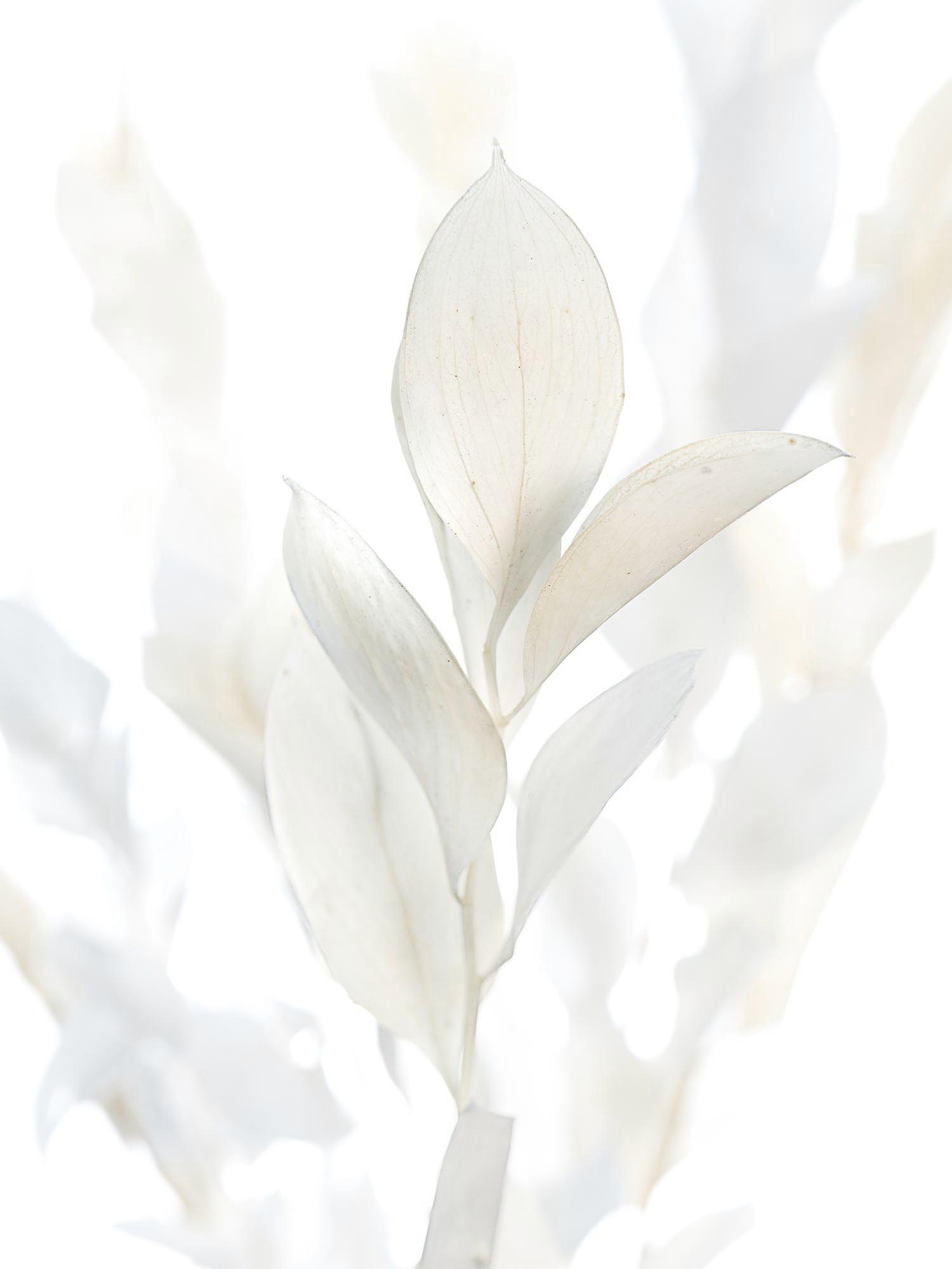 blumigo-trockenblumen-ruscus-hypophyllum-creme-gebleicht image 1