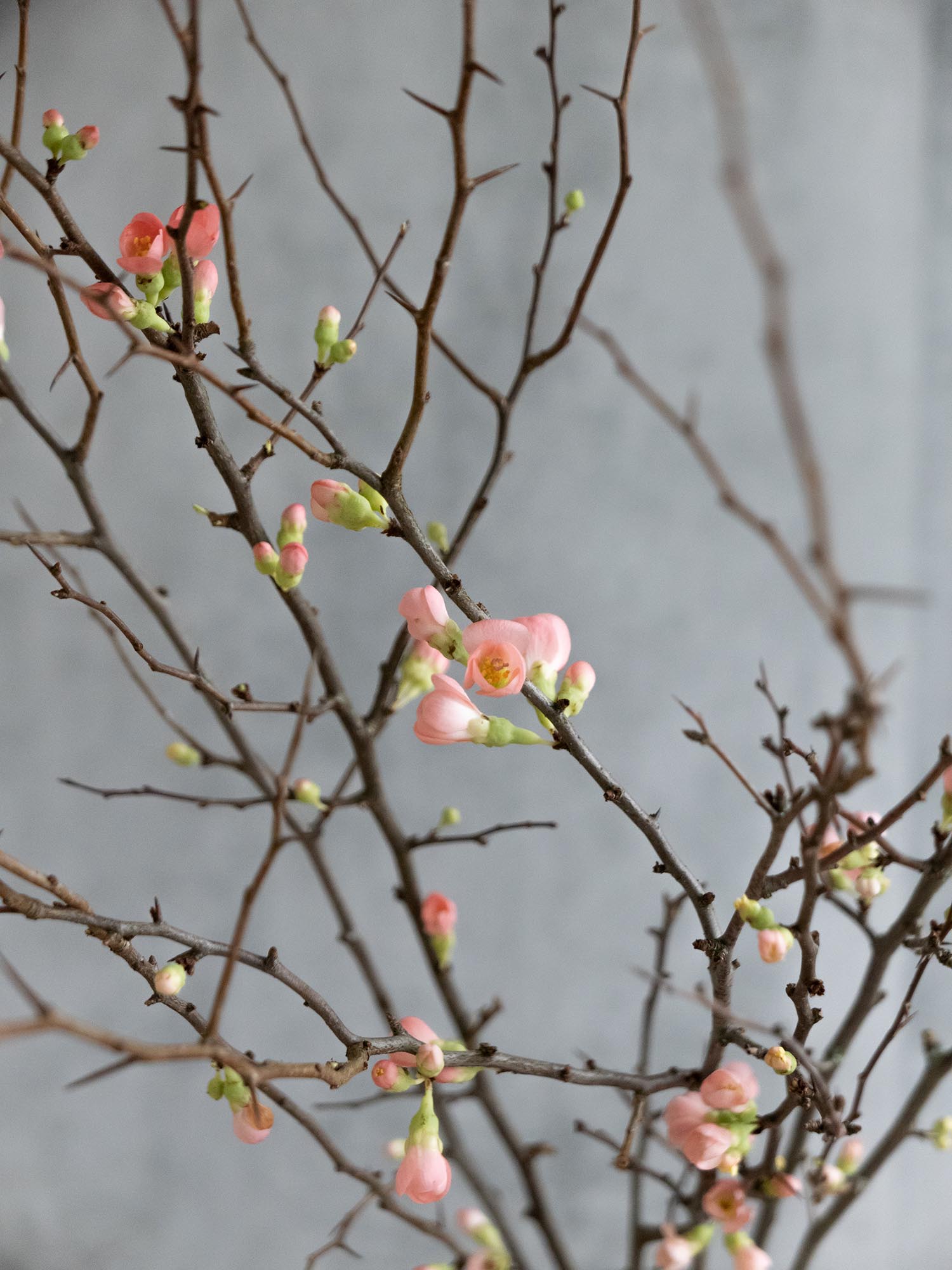 blumigo-zweige-chaenomeles-superbra-quittenzweige-apricot image 5