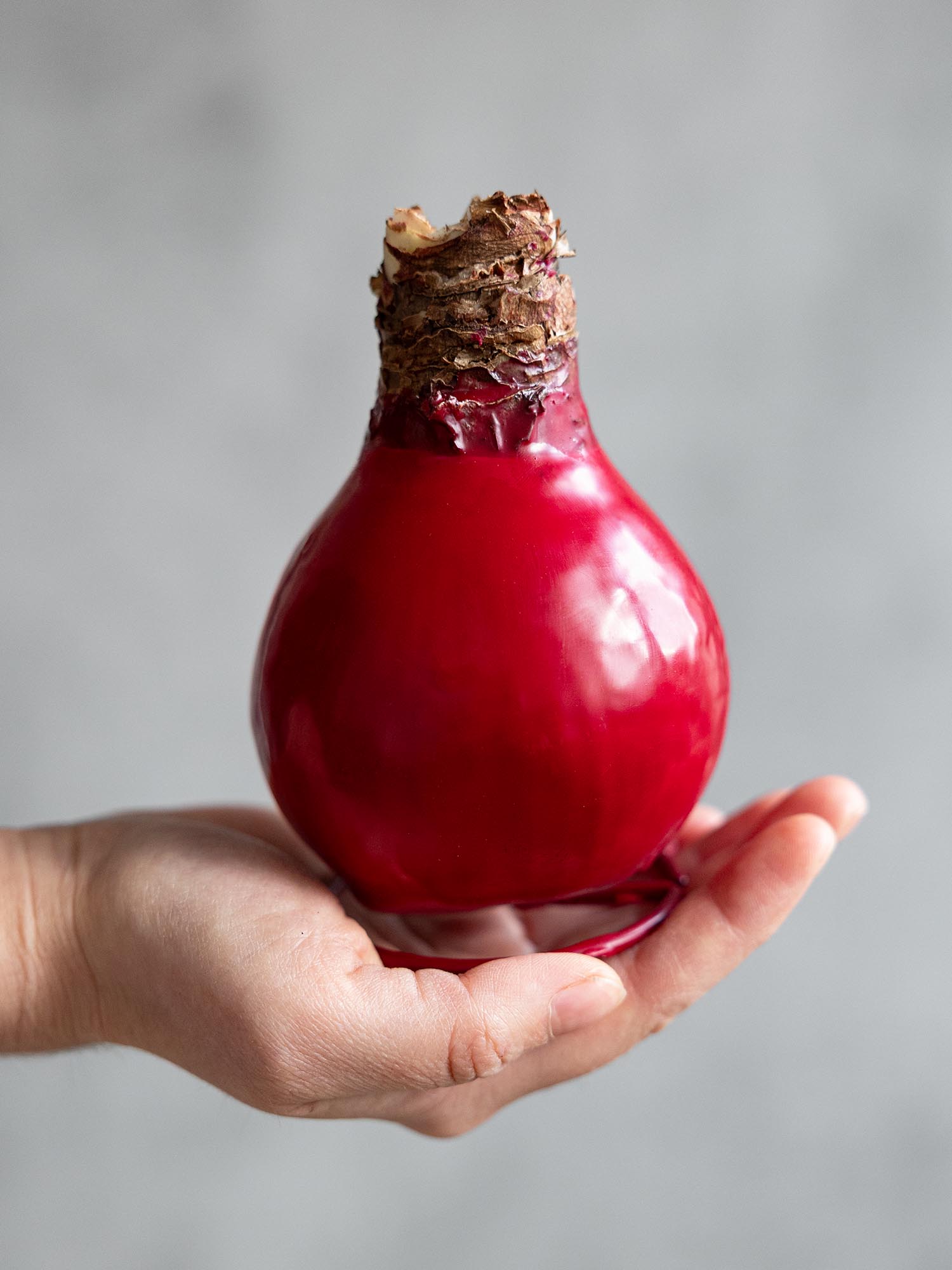 blumigo-amaryllis-gewachste-knolle-ritterstern-rot image 4